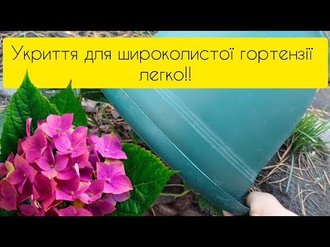 Видео: Як зробити укриття для широколистої гортензії легко???🏠🏠🏠