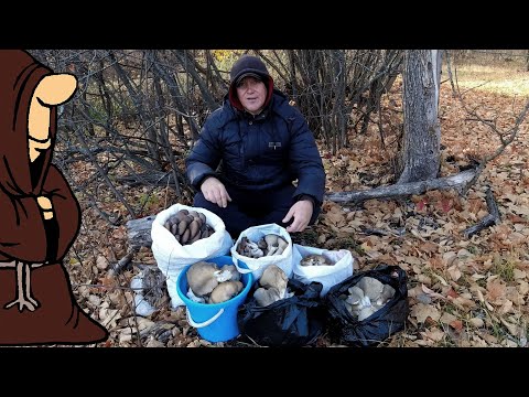 Видео: Столько грибов я еще не видел Набили полные мешки Вешенками Тихая охота в Октябре Самарская область