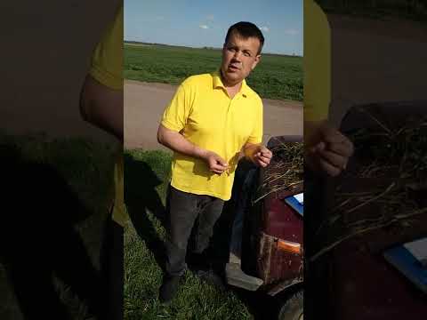 Видео: фаза выхода в трубку озимая пшеница