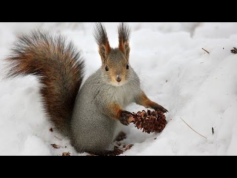 Видео: Цікавинки про тварин / Білка
