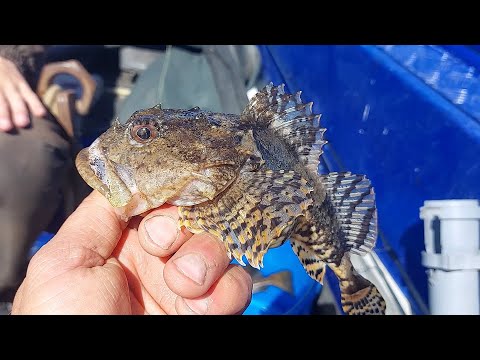 Видео: ЧУДО ЮДО. РЫБАЛКА В МОРЕ, ЛОВЛЯ ТРЕСКИ.