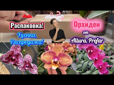 Видео: Новые орхидеи с распродажи, с уценки от Profar, Allura #fypシ #phalaenopsis #flowers #orchid