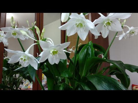 Видео: Эухарис (eucharis amazonica) суперцветение и особенности ухода