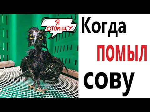 Видео: Приколы! КОГДА ПОМЫЛ СОВУ – МЕМЫ - АНИМАЦИЯ!!! Смешные видео от Доми шоу!