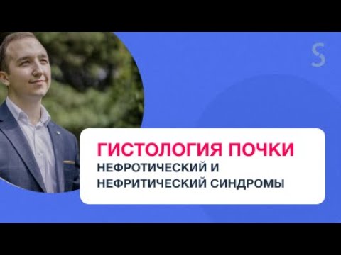 Видео: Гистология почки. Нефротический и нефритический синдром