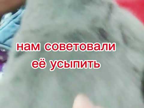 Видео: Ты, будешь ходить‼️‼️‼️‼️‼️