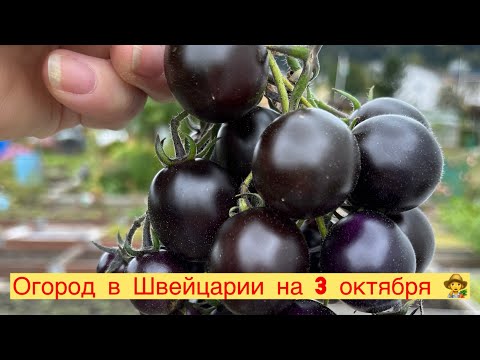 Видео: ОГОРОД В ШВЕЙЦАРИИ НА 3 октября 👩‍🌾🍅🌶️