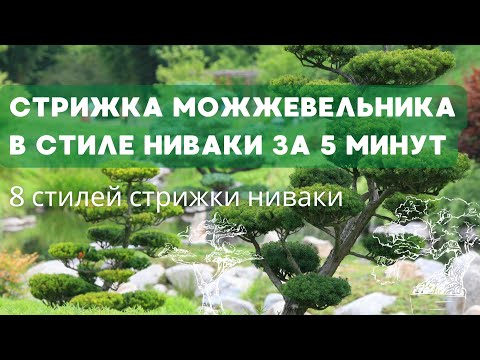 Видео: Стрижка ниваки за 5 минут из можжевельника| 8 стилей ниваки