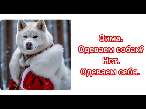 Видео: Зима. Одеваем собак? Нет.Одеваем себя.#акитомания#акита#американскаяакита#собака#акитомания#животные