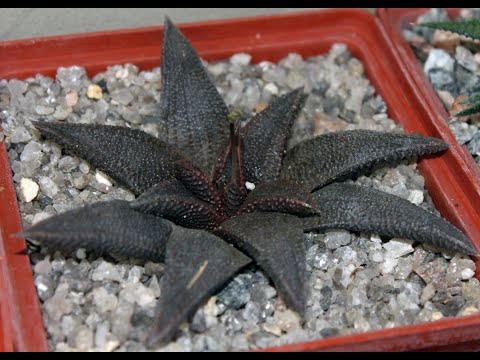 Видео: Размножение кактусов и суккулентов. Вегетативный способ.