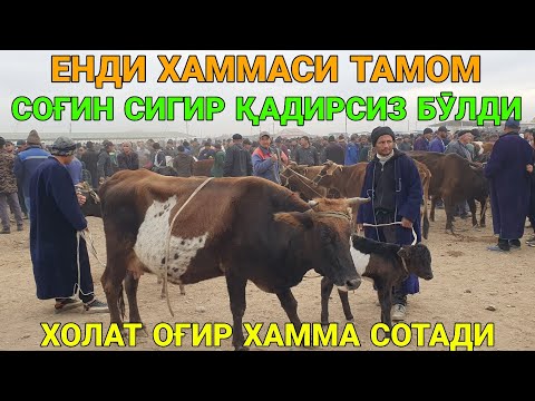Видео: МОЛДА ҚАДР ҚОЛМАДИ. ЕНДИ ХАММА СОТАДИ. СОҒИН СИГИР НАРХЛАРИ. 18-НОЯБР. ҚАШҚАДАРЁ ҚАРШИ МОЛ БОЗОРИ