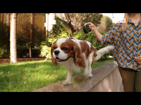 Видео: Особенности породы кавалер-кинг-чарльз-спаниель