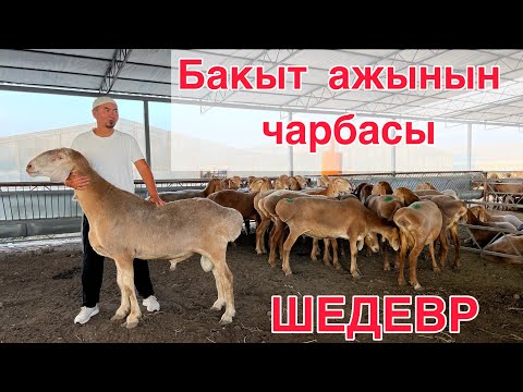 Видео: Атактуу ШЕДЕВР👍🏻 Бакыт ажынын жаңы кой чарбасы. Сандан сапатка