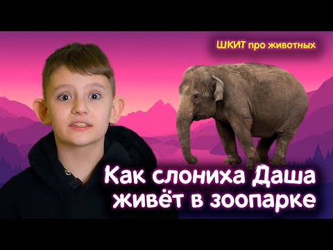 Видео: 10 самых интересных фактов о слонах. Проверили факты в зоопарке и узнали, как там живёт слониха Даша
