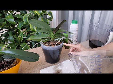 Видео: Пересадили орхидеи, а КАК ПОЛИТЬ? ПРАВИЛЬНЫЙ ПОЛИВ ОРХИДЕЙ.