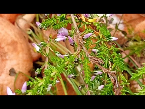 Видео: Рыжики.Зарозовел лепестками вереск-время идти за рыжиками. Тверская область.
