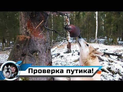 Видео: ПЕРВАЯ ПРОВЕРКА КАПКАНОВ В НОВОМ СЕЗОНЕ/КУНИЧКА В КП-120 ЯЩИК!!!
