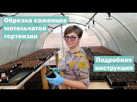 Видео: ПОДРОБНАЯ инструкция к обрезке саженцев МЕТЕЛЬЧАТОЙ ГОРТЕНЗИИ