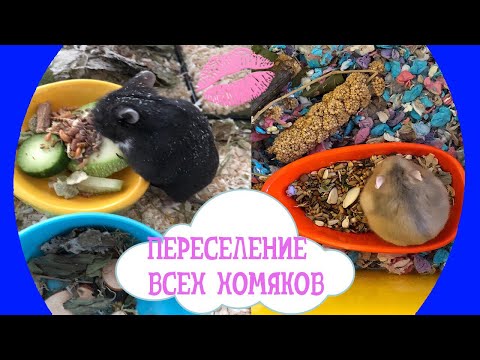 Видео: Огромное переселение всех хомяков ! 🐹
