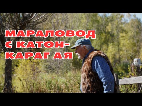 Видео: МАРАЛОВОД С КАТОН-КАРАГАЯ. МАРАЛОВОДСТВО. ПАНТОЛЕЧЕНИЕ. ПРИРОДА АЛТАЯ.