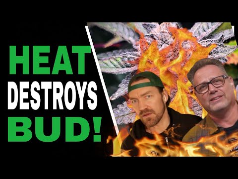 Видео: ЭТИ 3 трюка, которые спасут ваши растения от летней жары