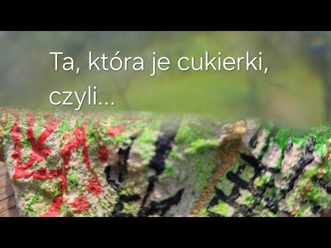 Видео: У каналі Tvoya Yulich fabbricante di lackime відбувається прямий ефір.