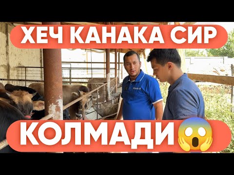 Видео: БУНАКА ТЕМАНИ ХЕЧ КИМ ГАПИРМАГАН #Ромаветуз #romavetuz #mol #molbozor #2024 #chorva