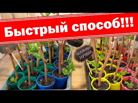 Видео: Супер быстрый способ укоренения черенков. Размножение винограда черенками в домашних условиях