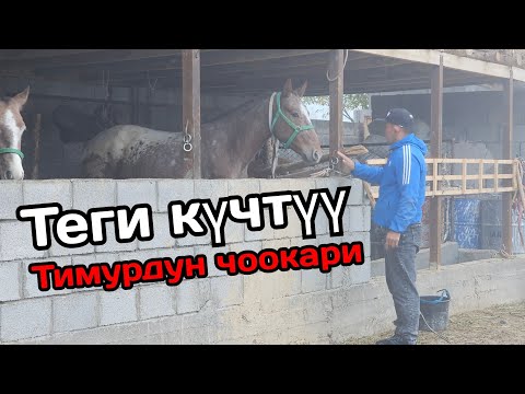 Видео: ТЕКТҮҮ Чөөкар ТИМУРДАН