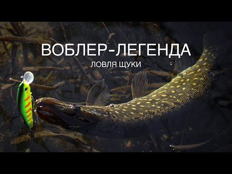 Видео: Воблер-легенда! Сделал мою рыбалку! Ловля щуки осенью.  