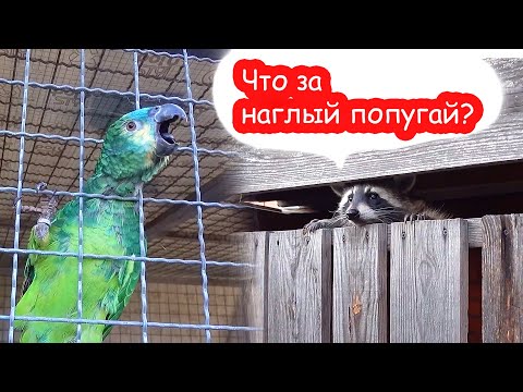 Видео: Проша выселил Лимона