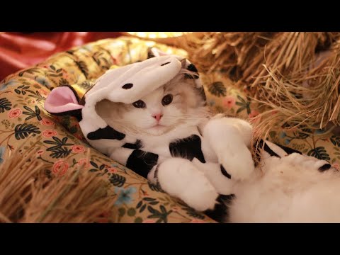 Видео: Как моя кошка стала коровой? Будет ли она когда-нибудь снова кошкой? | Спа для Cat ASMR