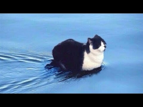 Видео: Смешные пушистики / Смешные моменты с животными 2023 /№3