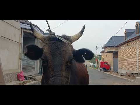 Видео: 92 733 10 10 ватсаб РЕКОРД 5 САР МОЛХОИ АКАИ ГАЙРАТ ПОЛВОН БО НАРХИ ДАСТРАС УСПЕТ КУНЕД
