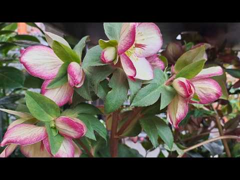 Видео: 🌸Весна!  Ура!   В OBI первый завоз растений! Что выбрать для сада и дома?🌿🏡 Обзор. Что интересного ?