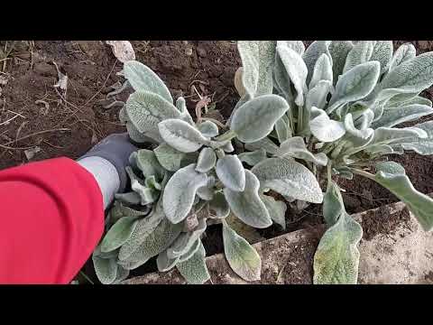 Видео: Стахис или овечьи ушки.