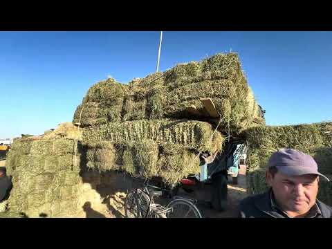 Видео: 19.10.2025 йурнча ва соман хамда чагалакни зурлари урганч гайбу 