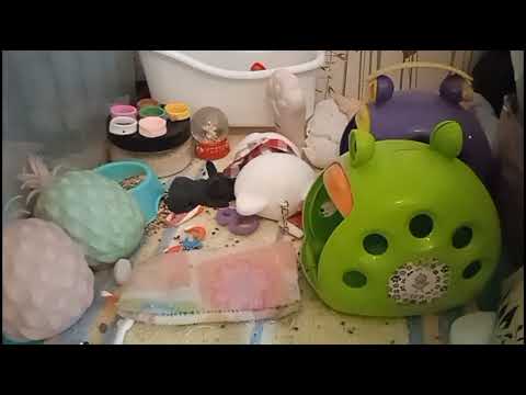 Видео: Уборка У Сквиши Собачек ✨