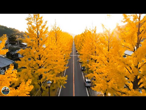 Видео: Самая красивая мелодия на свете – Музыка Для Души,, ЗАСЫПАЮЩАЯ ОСЕНЬ! Осень #Relaxing