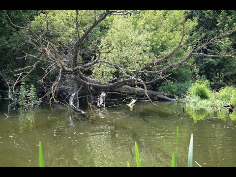 Видео: Супер клев #толстолобика на #технопланктон на реке ЧАСТЬ ТРЕТЬЯ. Ветер. Высокое давление.
