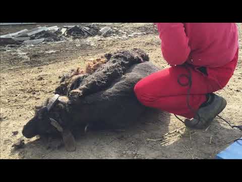 Видео: Настраиваем машинку мсу-200 и погнали  стрижка началась !!