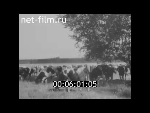 Видео: 1974г. Марий Эл. животноводческие комплексы