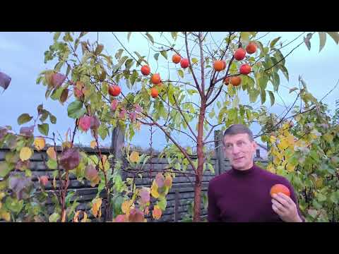 Видео: Какой урожай у взрослой хурмы Жемчужины?