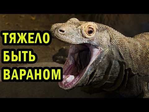 Видео: POV: ТЫ - ВАРАН