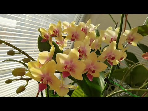 Видео: Балкон с орхидеями правое крыло.