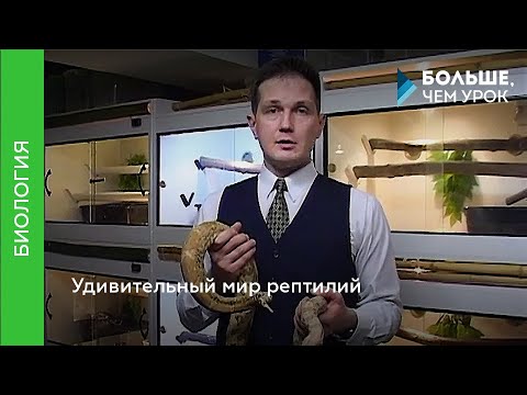 Видео: Удивительный мир рептилий