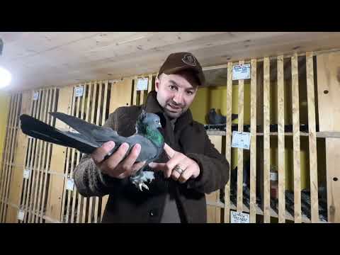 Видео: Пары на 2025 год Уневирсальные солдаты 🕊️в чём разница между Сивас Кайсери и Анкара !!#takladushanbe