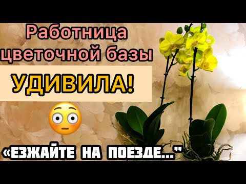 Видео: Новые орхидеи-близняшки. ЗАЧЕМ гоняться за «редкими» сортами? Примеряем горшки.