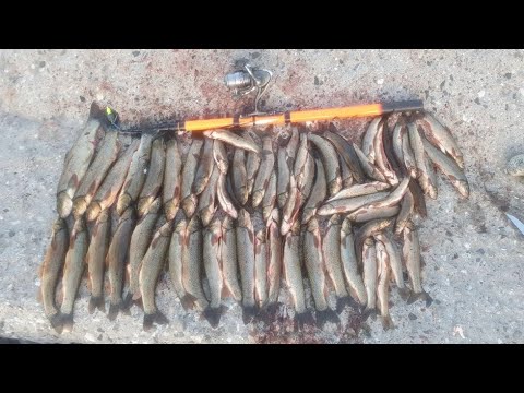 Видео: Маринка Дахшат булди