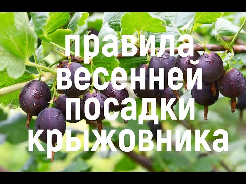 Видео: Весенняя посадка крыжовника! ЧТО ВАЖНО ЗНАТЬ!